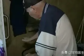 老人浴室跌倒12小时无人问津，危难时刻猫咪相救，让人感动图片