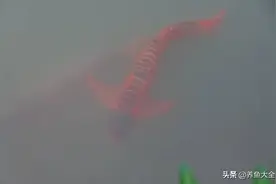 什么算是极致的红龙呢？图片