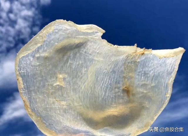 越南白花胶功效及图片 2026年越南白花胶的功效与作用