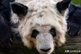 美国孟菲斯动物园熊猫丫丫瘦骨嶙峋，疑出现严重刻板行为图片