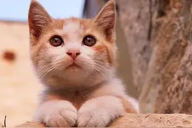 不离不弃只为守护你，这只狸花猫感动了无数人，这才是真情图片