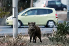 研究：日本福岛出现放射性杂交野猪图片