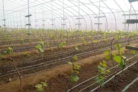 葡萄萌芽这几个坑你踩了吗？三分靠修剪，七分靠绑蔓图片