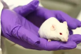 老鼠都在进化！研究发现：城市里的老鼠智商变高，是人类造成的图片