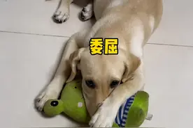 广东一狗狗下楼摔掉牙齿，主人奇思妙想给狗“镶”了一口大金牙图片