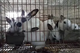 高温天气到来，穿皮袄的兔子怎么办？全方位呵护帮助它们顺利度夏图片