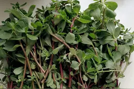 “不死”马齿苋的美丽传说图片