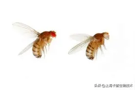 决定果蝇眼睛颜色的基因与肠道干细胞随年龄增长而失控的趋势有关图片
