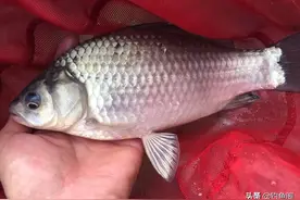 开春后如何钓到大鲫鱼？换个角度想对策，钓好小鱼才有大鱼图片