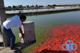 这里的锦鲤不止能带来幸运，还可以带来小康图片