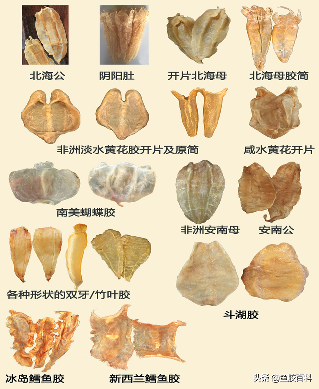 深海红鱼胶与黄花胶的区别 深海红鱼胶与黄花胶的区别在哪