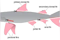 为什么人们只吃鲨鱼鱼鳍而不吃鲨鱼的其他部分？图片