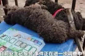 小区防疫禁遛狗，两只泰迪犬被打死！物业：为过激行为道歉图片