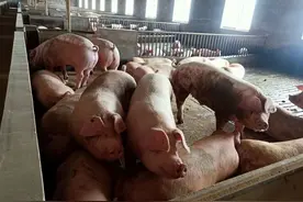 猪夏天也得吹空调？十年三次改造，看猪场冷暖升级之路图片