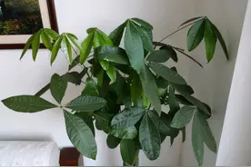 养发财树有“4大忌”，轻则会黄叶，重则会烂根图片