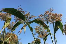 母女每日谈｜千里闲聊聊家常里短，亲情近在眼前图片