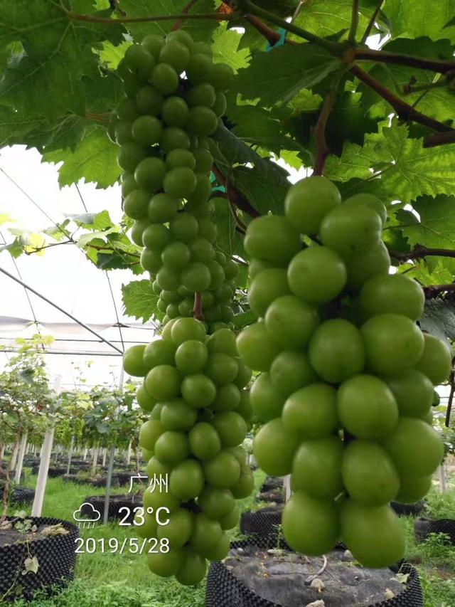 1#氨基酸颗粒有机质就那么神奇