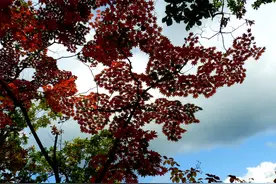 走走看看本溪关山湖景区现在枫叶红多少图片