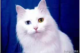 猫中珍品鸳鸯眼--临清狮猫图片