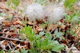 每日中药——白头翁图片