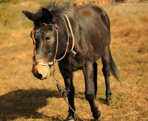 高中生物学习经验分享