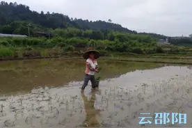 杨元华：种好自家田 不让地抛荒图片