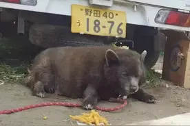 “救命啊，有熊出没！”，“别怕，它是狗，而且是柯基的崽”图片