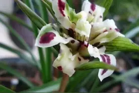 图解兰花品种来源相关术语图片
