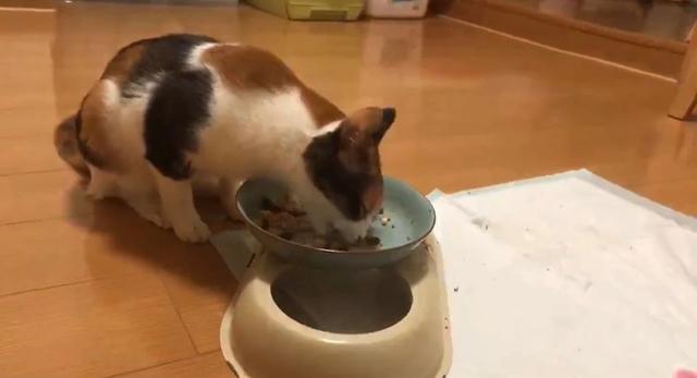 你知道动物性蛋白对猫来说多关键吗？该摄入多少你一定要知道