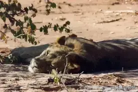 当你遇到狮子该怎么办？专家告诉你不要这样做图片