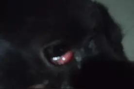 狗狗眼睛鼓起来泛红丝怎么办？图片