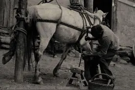 人类为什么要给马钉马掌，铁钉牢牢钉在马蹄上，马不疼吗？图片