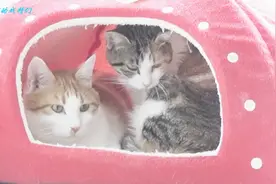 581：四拨流浪猫组成的大家庭，感情好到一起晒太阳一起睡猫窝视频封面
