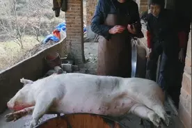 农村杀猪匠，杀一头年猪收费200元，还要一副小肠，合理不？图片
