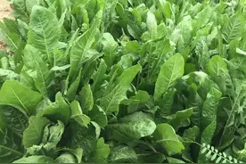 多年生菊苣牧草，种一次能用15年，它有哪些缺点，如何避免？图片