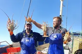 澳洲龙虾：没有中国的圣诞节不香了图片