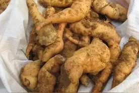 农村中常见的植物，原本以为是杂草，没想到底下竟藏有“黄金”图片