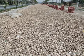 河南村民公路晾晒大蒜，绵延数公里十分壮观图片