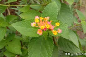 五种颜色的“梅花”，叶子煮水祛风止痒，解决不少人的烦恼图片