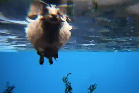 妙用水雷来捕鱼，主播在《方舟生存进化》享受碳烤七彩食人鱼图片