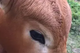 单身久了，看小牛都眉清目秀了图片