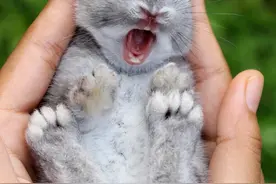 刚出生不久的动物宝宝照片，天真的笑容让所有网友的心都被融化了图片