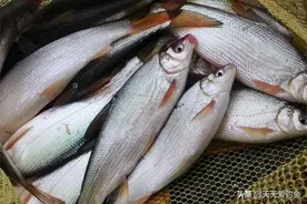 夏季手竿钓黄尾鲴的两大核心要点，注意用饵和调漂，黄尾鲴连竿上图片