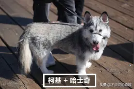 柯基“短腿基因”有多强？不论何种犬只混柯基后，都会变成低底盘图片