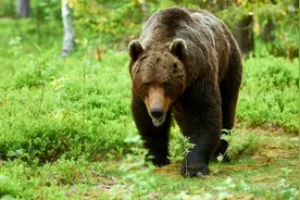 西伯利亚地区，大霸主级的对抗，东北虎与棕熊谁更豪横？图片