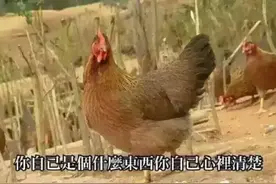 没有一只鸡可以活着离开广东图片