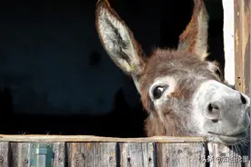 驴比猪更能赚钱，为何在农村养驴的人很少？内行人：你只知其一图片