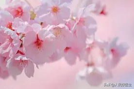 春季踏青有讲究 健康踏青“三步”走图片