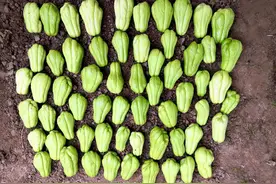 佛手瓜，太能结了图片