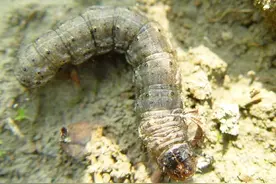 小小地老虎，食量大，对作物幼苗危害大，巧用4种方法轻松防治图片